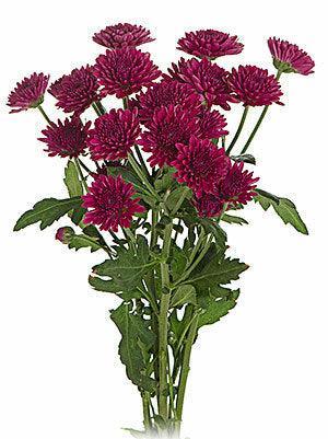 Rust Button Mums Wholesale Burgundy Button Mums | Bulk Burgundy Button Mum – 48LongStems.com