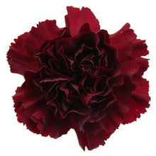 Load image into Gallery viewer, Burgundy Carnations - Standard - 48LongStems.com
