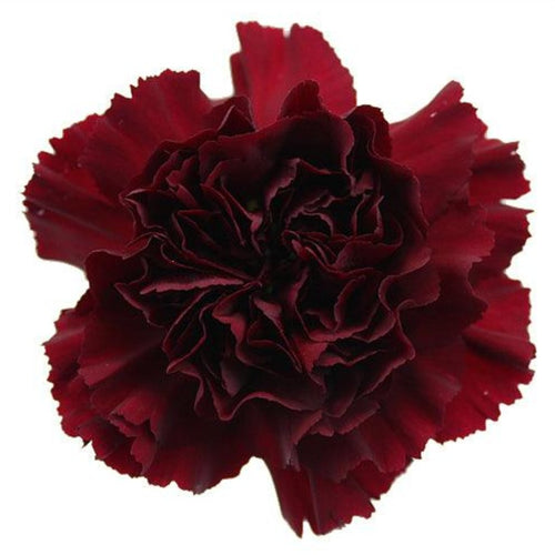 Burgundy Carnations - Standard - 48LongStems.com