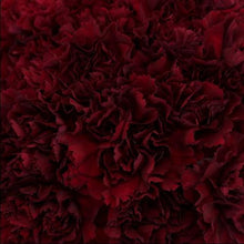 Load image into Gallery viewer, Burgundy Carnations - Standard - 48LongStems.com
