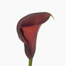 Load image into Gallery viewer, Burgundy Mini Calla Lilies - Wholesale - 48LongStems.com
