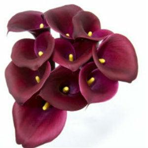 Burgundy Mini Calla Lilies - Wholesale - 48LongStems.com