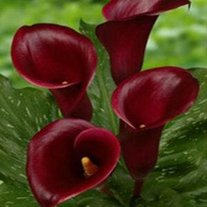 burgundy calla lily plant Burgundy Mini Calla Lilies