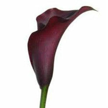 Load image into Gallery viewer, Burgundy Mini Calla Lilies - Wholesale - 48LongStems.com
