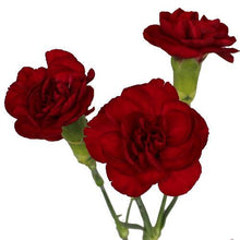 Load image into Gallery viewer, Burgundy Mini Carnations - 48LongStems.com
