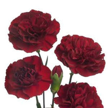 Load image into Gallery viewer, Burgundy Mini Carnations - 48LongStems.com
