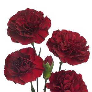 Burgundy Mini Carnations - 48LongStems.com