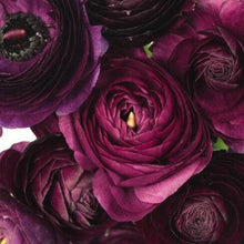 Load image into Gallery viewer, Burgundy Violet Ranunculus - 48LongStems.com
