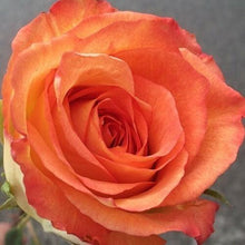 Load image into Gallery viewer, Caribbean Orange Roses Wholesale - 48LongStems.com
