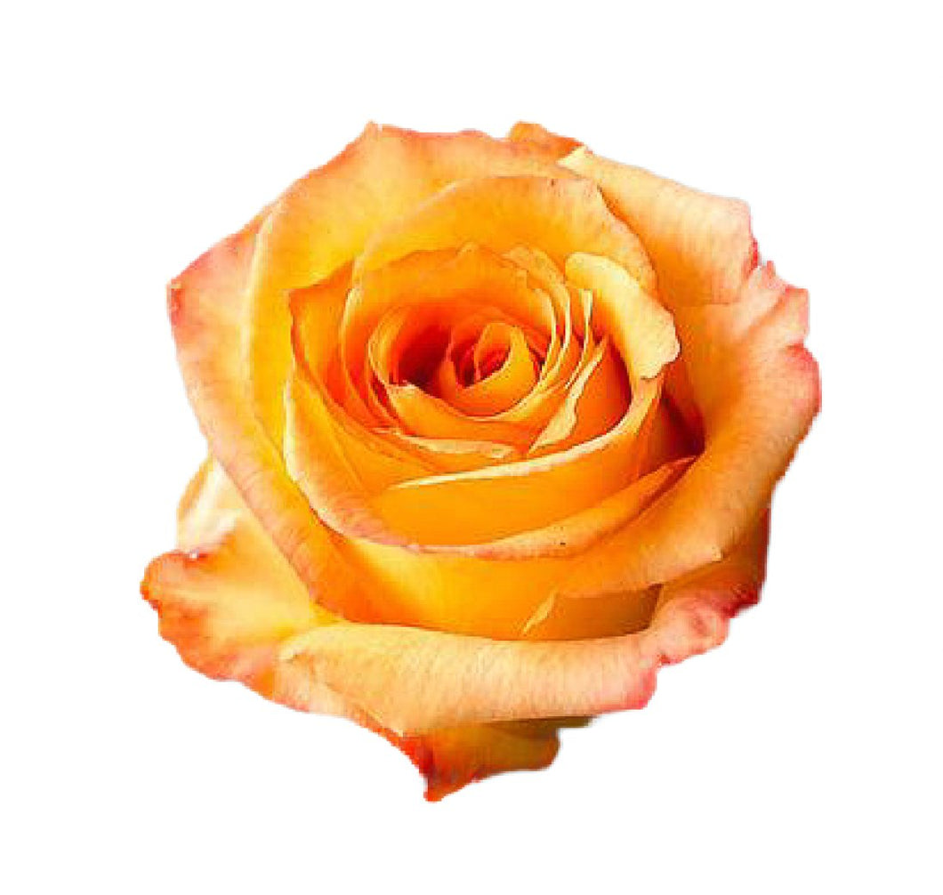 Caribbean Orange Roses Wholesale - 48LongStems.com