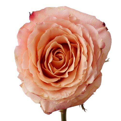 Carpe Diem Peach Pink Roses Wholesale - 48LongStems.com