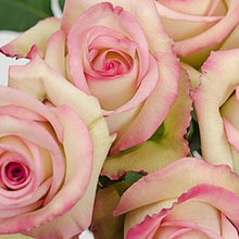 Load image into Gallery viewer, Cezanne Bi-Color Pink Roses Wholesale - 48LongStems.com
