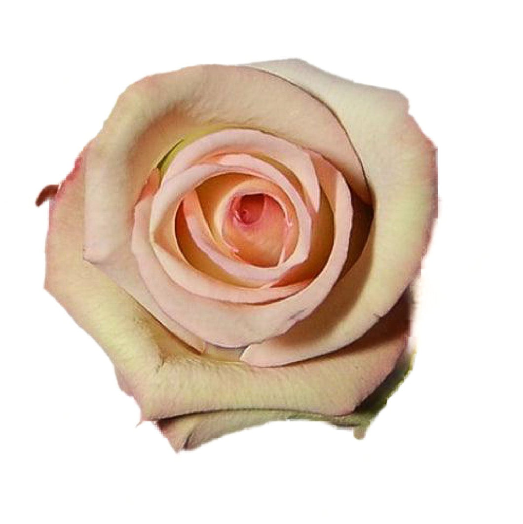 Cezanne Bi-Color Pink Roses Wholesale - 48LongStems.com