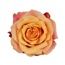 Load image into Gallery viewer, Cherry Brandy Orange Roses Wholesale - 48LongStems.com
