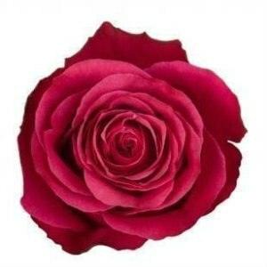 Cherry O Pink Roses Wholesale - 48LongStems.com
