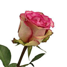 Load image into Gallery viewer, Classic Cezanne Bi-Color Pink Roses Wholesale - 48LongStems.com
