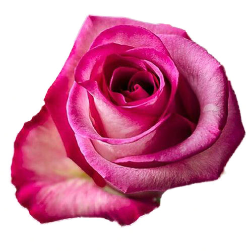 Classic Cezanne Bi-Color Pink Roses Wholesale - 48LongStems.com