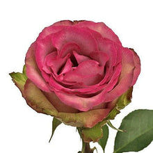 Load image into Gallery viewer, Classic Cezanne Bi-Color Pink Roses Wholesale - 48LongStems.com
