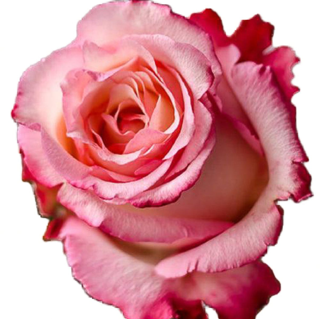 Climax Pink Roses Wholesale - 48LongStems.com