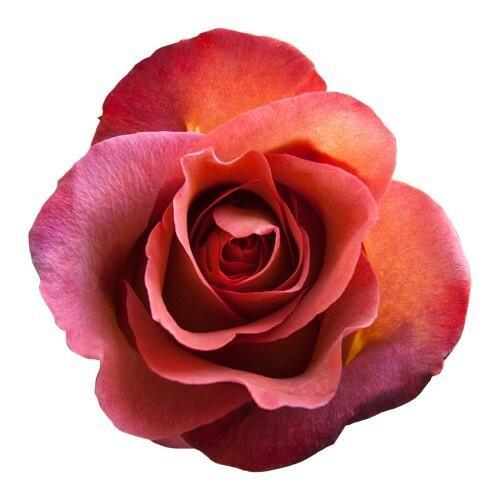 Coffee Break Terracota Roses Wholesale - 48LongStems.com