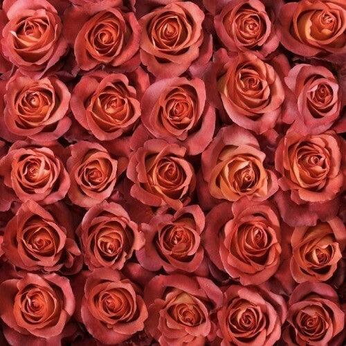 Coffee Break Terracota Roses Wholesale - 48LongStems.com