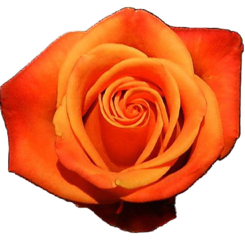 Confidential Orange Roses Wholesale - 48LongStems.com