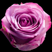 Load image into Gallery viewer, Cool Water Lavender Roses Wholesale - 48LongStems.com
