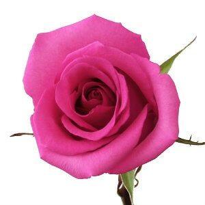 Cotton Candy Pink Roses Wholesale - 48LongStems.com