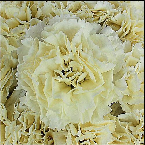 Cream Carnations - Fancy - 48LongStems.com