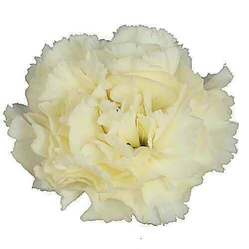 Cream Carnations - Standard - 48LongStems.com