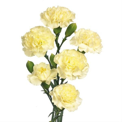 Cream Mini Carnations - 48LongStems.com
