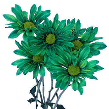 Load image into Gallery viewer, Dark Green Tinted Daisies - Wholesale - 48LongStems.com
