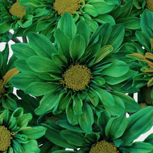 Load image into Gallery viewer, Dark Green Tinted Daisies - Wholesale - 48LongStems.com
