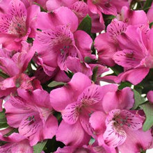 Load image into Gallery viewer, Dark Pink Alstroemeria - 48LongStems.com
