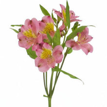 Load image into Gallery viewer, Dark Pink Alstroemeria - 48LongStems.com
