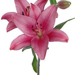 peach colored asiatic lily Wholesale Dark Pink Asiatic Lilies