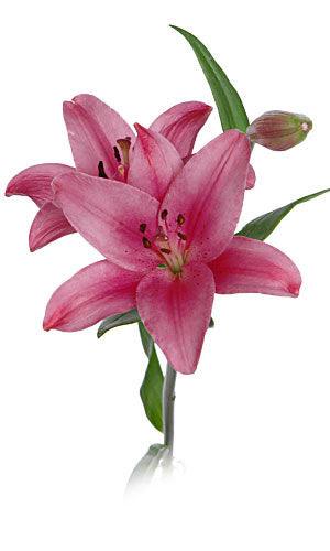 Dark Pink Asiatic Lilies - 48LongStems.com