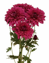 Load image into Gallery viewer, Dark Pink Cushion Mums - 48LongStems.com
