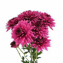 Load image into Gallery viewer, Dark Pink Cushion Mums - 48LongStems.com
