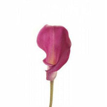 Load image into Gallery viewer, Dark Pink Mini Calla Lilies - Wholesale - 48LongStems.com
