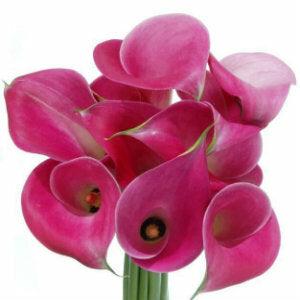 Dark Pink Mini Calla Lilies - Wholesale - 48LongStems.com