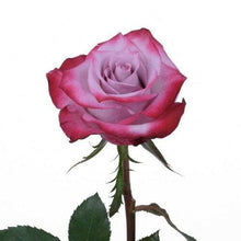 Load image into Gallery viewer, Deep Purple Lavender Roses Wholesale - 48LongStems.com
