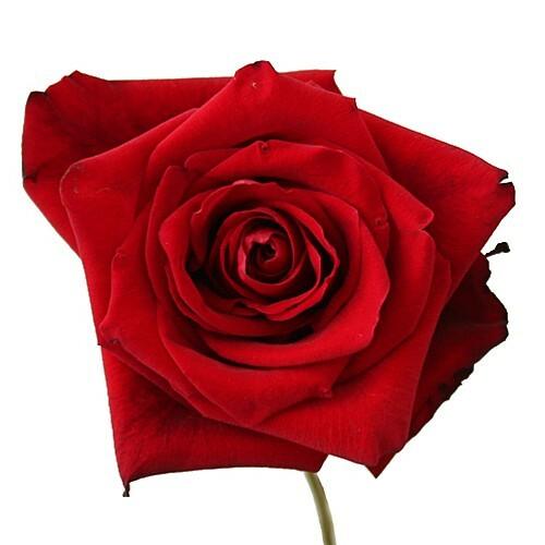 Devotion Red Roses Wholesale - 48LongStems.com