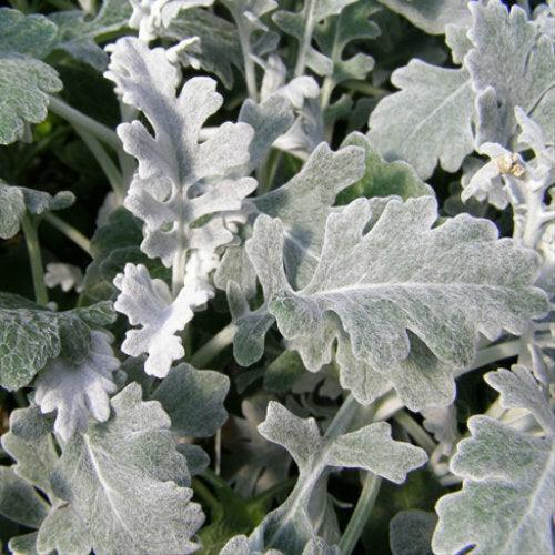 Dusty Miller Flat Leaf - Wholesale - 48LongStems.com