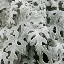 Load image into Gallery viewer, Dusty Miller Lace- Wholesale - 48LongStems.com
