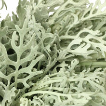 Load image into Gallery viewer, Dusty Miller Lace- Wholesale - 48LongStems.com
