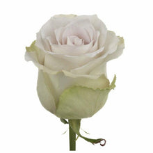 Load image into Gallery viewer, Early Grey Lavender Roses Wholesale - 48LongStems.com
