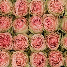Load image into Gallery viewer, Esperance Bi-Color Pink Roses Wholesale - 48LongStems.com
