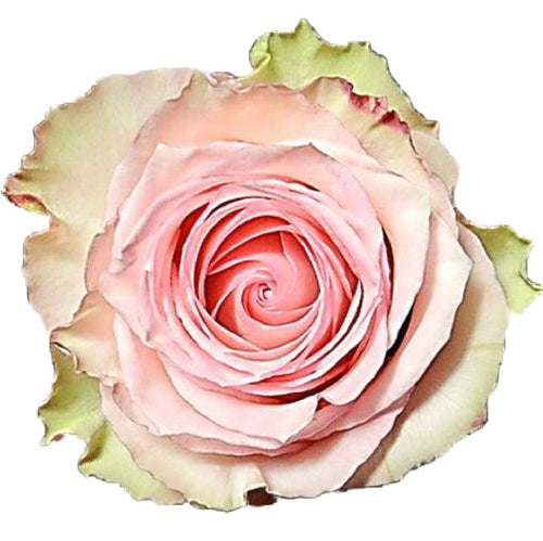 Esperance Bi-Color Pink Roses Wholesale - 48LongStems.com