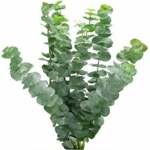 Eucalyptus Baby Blue - Wholesale - 48LongStems.com